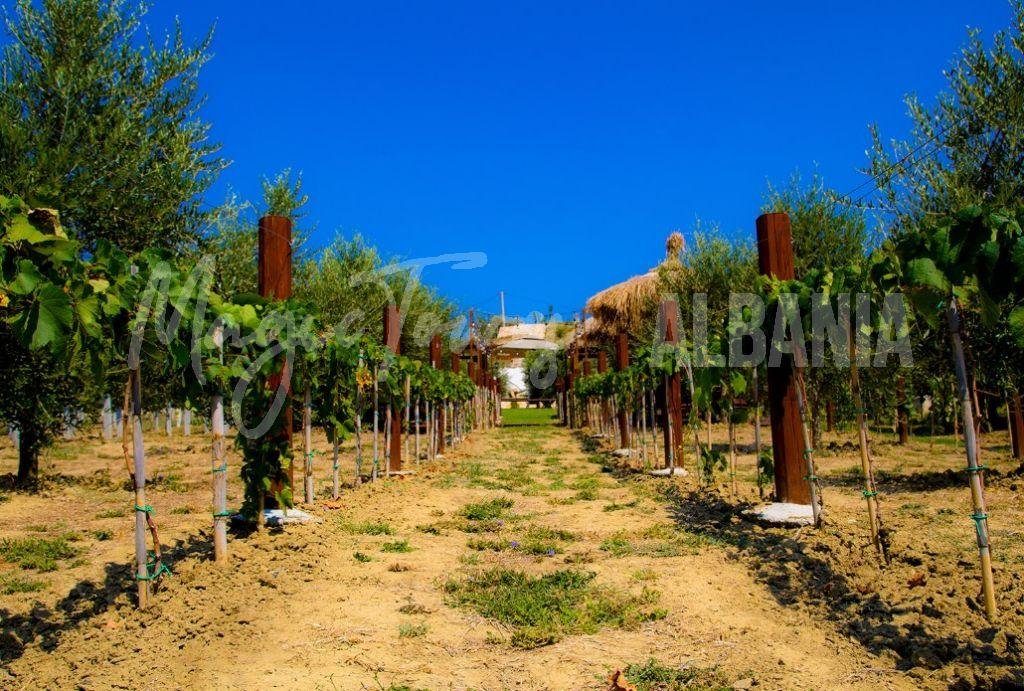 Ausgezeichnete Sache zu tun in durres albanien abaia winery