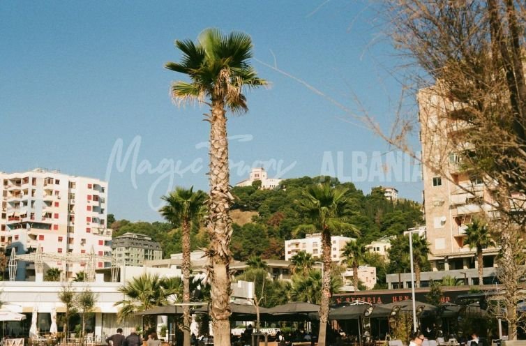 Palm trees Durres